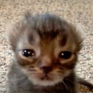 Neik0rr