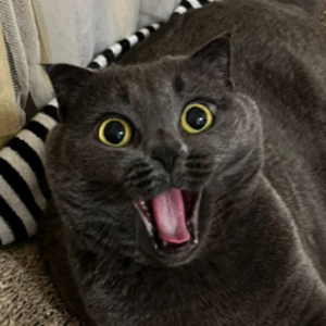 MaximMVM