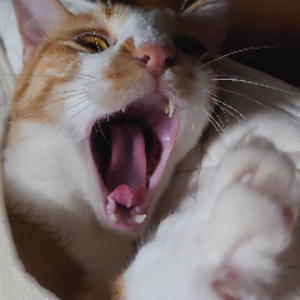 たわけん