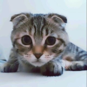 不想說晚安