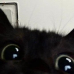 ninedy