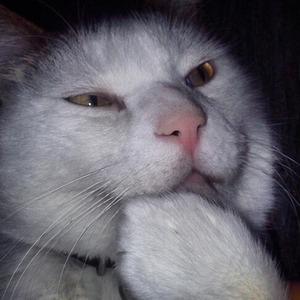 onineko666