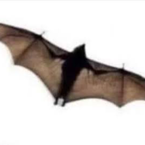 anabitizi