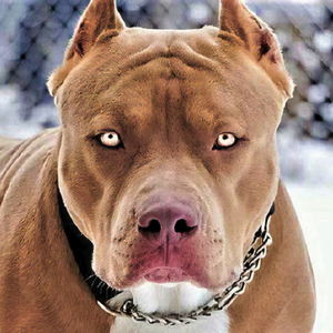pitbullkenny2k