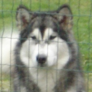 huskyloverlive