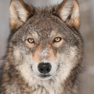 wolfsvater