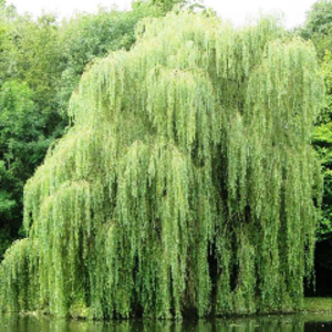 FlowingWillowBDO