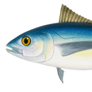 fishmansix