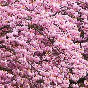 cherryukon