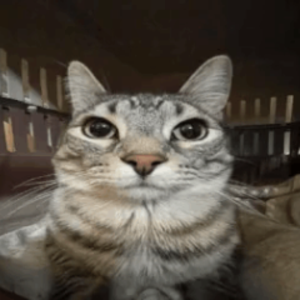 internethorror48