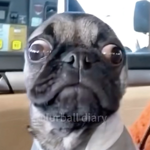 sup3r_pug9