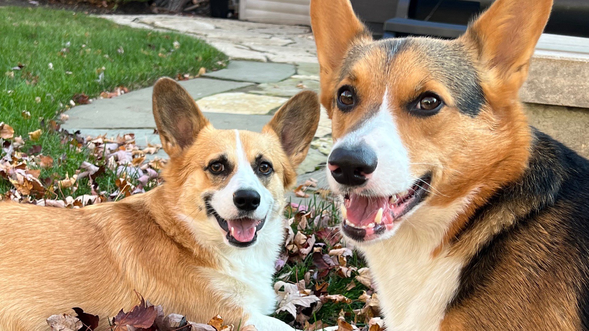 Corgii_Butts Offline Background