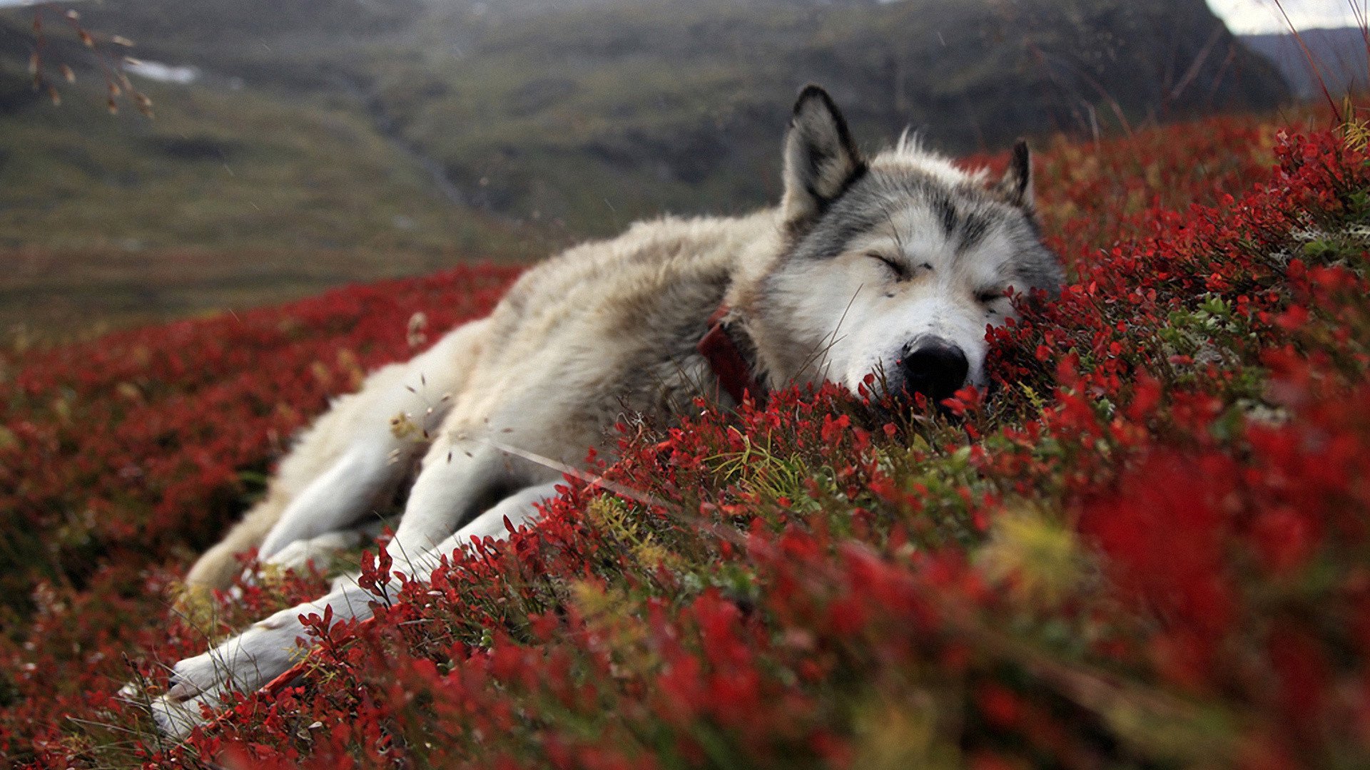 gardy Offline Background