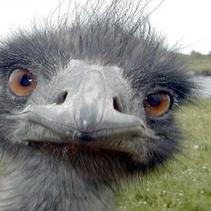 gkar_falcon