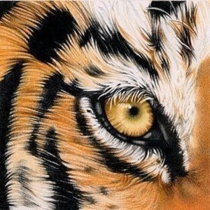 kttiger666